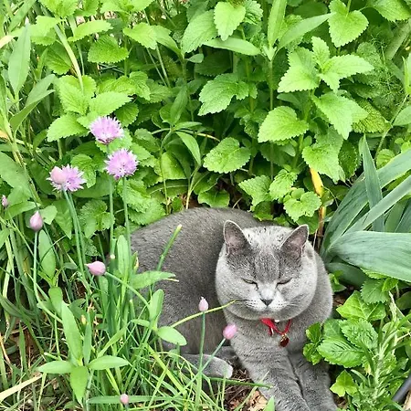 招待所 苏布瓦旅馆