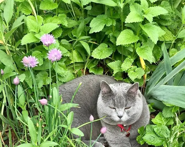 Affittacamere Les Sous Bois